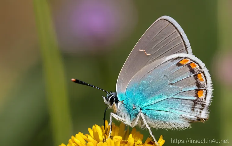 나비 종류 및 분포 - An elegant black and white spotted butterfly (Hestina persimilis) with intricate, contrasting patter...